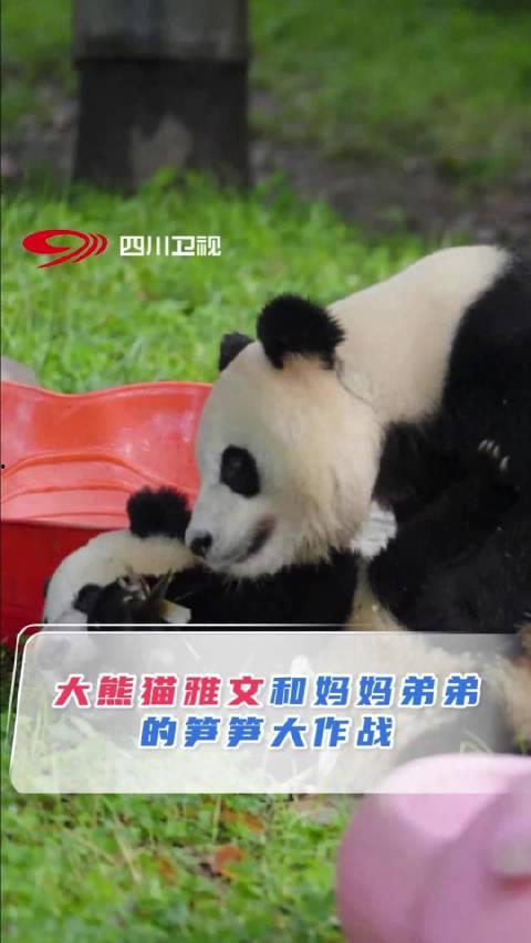 成长吧！大熊猫,大熊猫的奇妙成长之旅