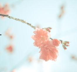 尘埃里的花朵,探寻生命之花的坚韧与美丽